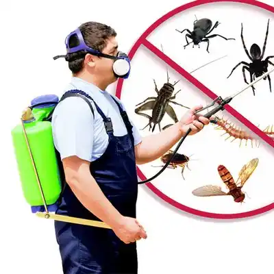 pest control North Bay Shore